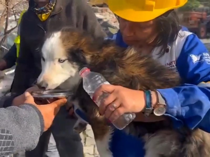 This handout photograph taken and released by Turkish agency DHA (Demiroren News Agency) on March 1, 2023 shows rescues feed a dog