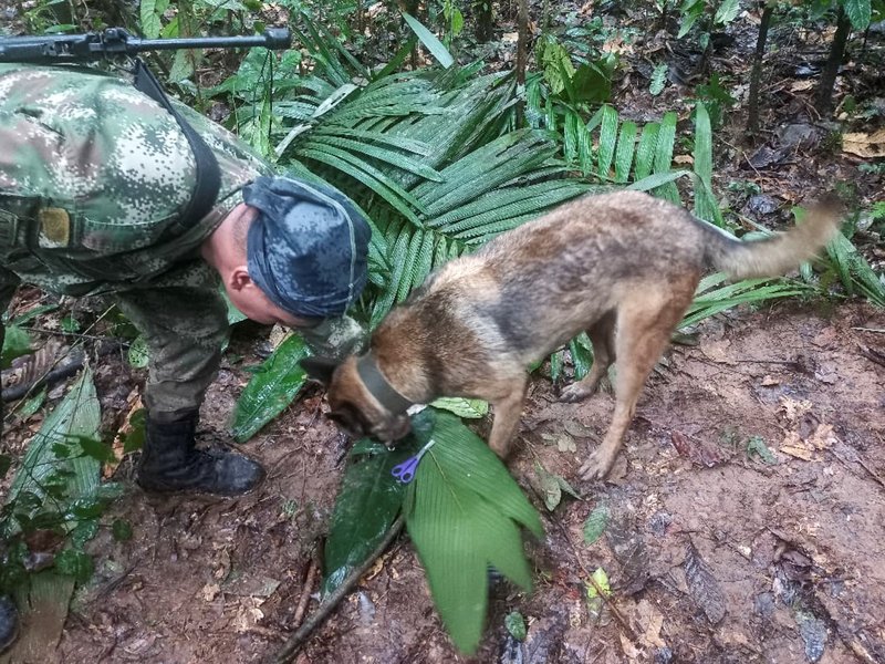A handout picture released by the Colombian army shows a soldier with a dog checking a pair of scissors found in the forest in a rural area of the municipality of Solano, department of Caqueta, Colombia, on May 17, 2023.