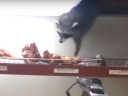 Cheeky raccoon breaks into coffee shop and steals donuts