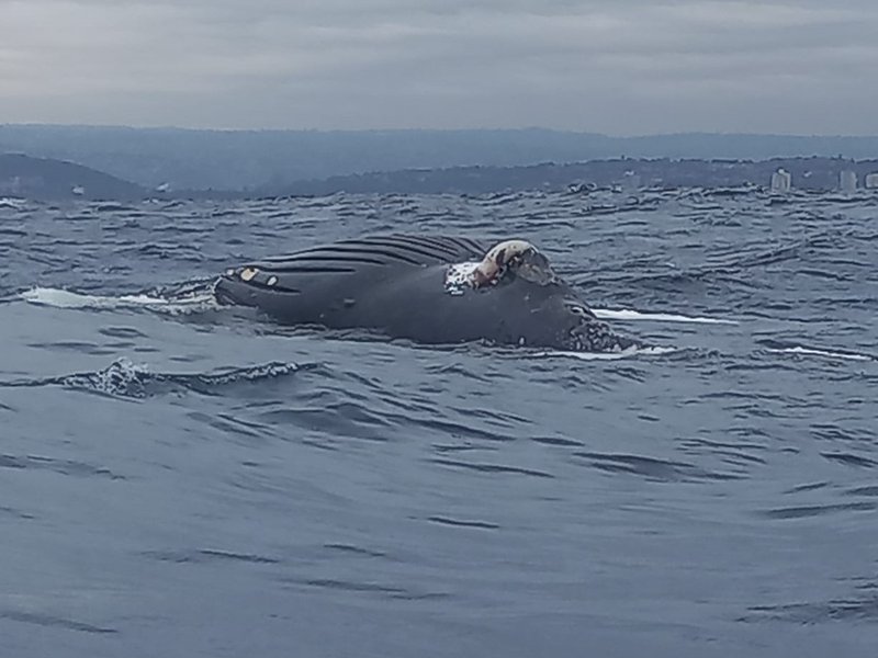 WATCH: Sharks feed off whale carcass in Umhlanga