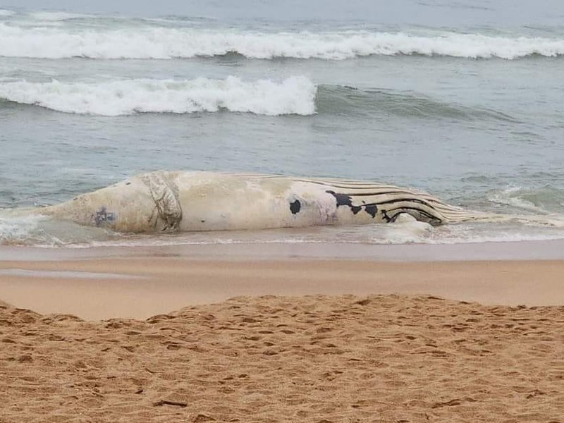 Beached whale carcass in Umhlanga