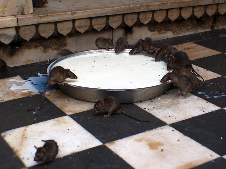 Canadian province of Alberta does not have rats.