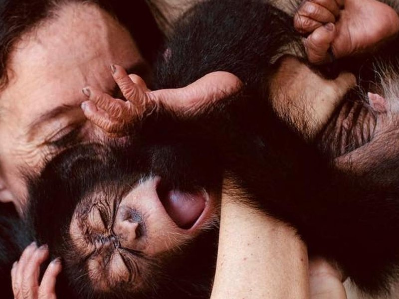Chimps