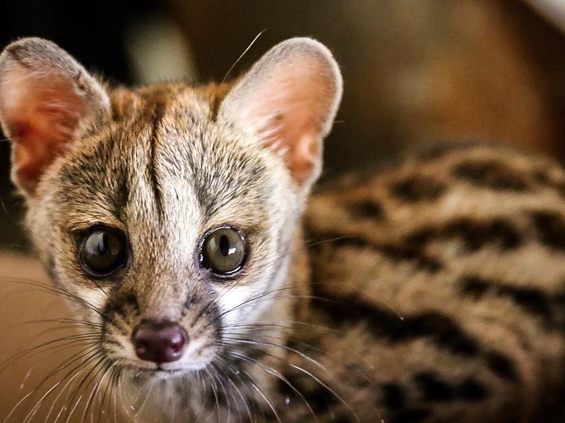 genet