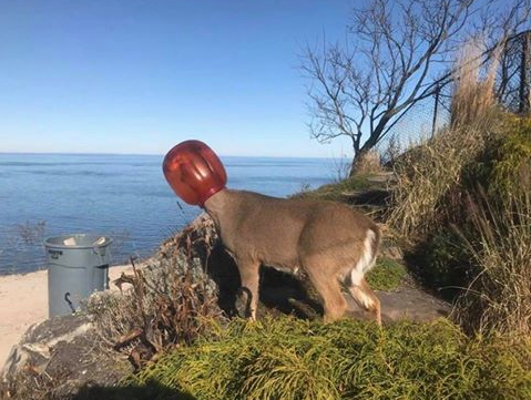 deer stuck in plastic container