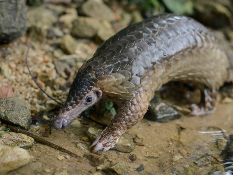 Pangolin