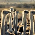 South African ostriches