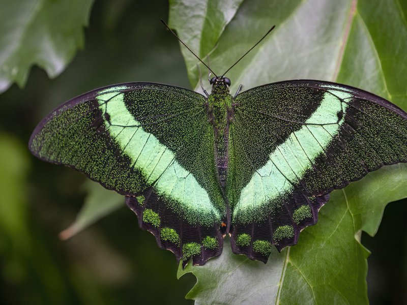 AI project hopes to help reverse mass insect extinction