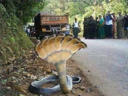 snake myths
