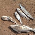 Tinley Manor River Mouth, Shaka’s Cove closed after mass fish kill