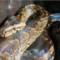 Durban Rock Python rescued at sea during Ski Boat Festival
