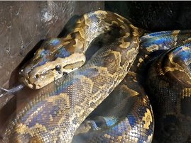 Durban Rock Python rescued at sea during Ski Boat Festival