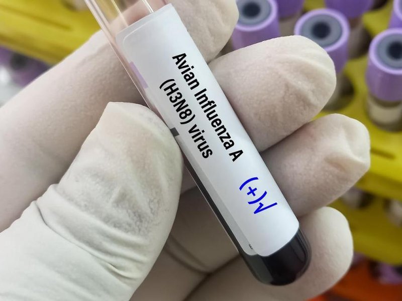 First H3N8 bird flu death recorded in China