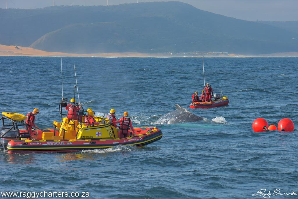 Whale freed from rope entanglement off PE coast