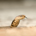 Spitting Cobra - generic