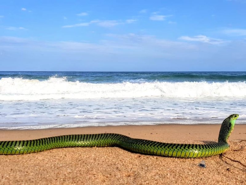 Snake Durban beach