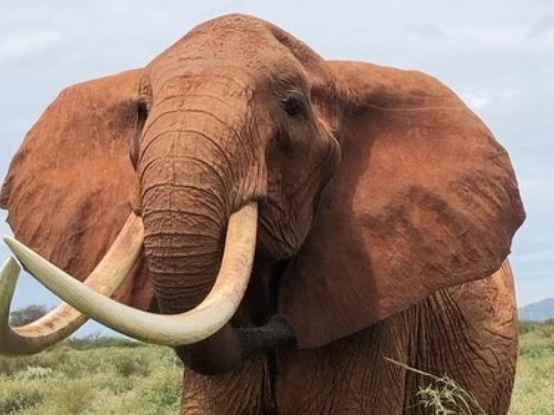 Elephant