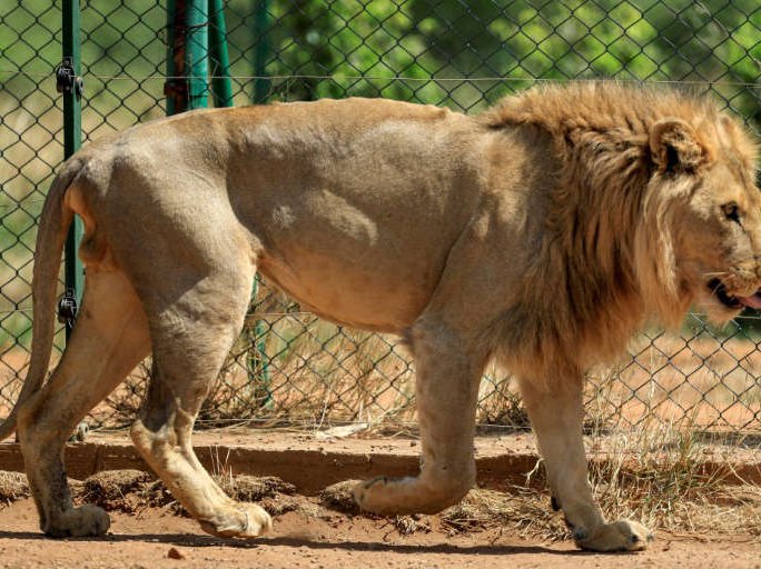 Lion sudan sanctuary