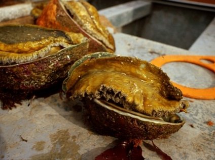 Abalone