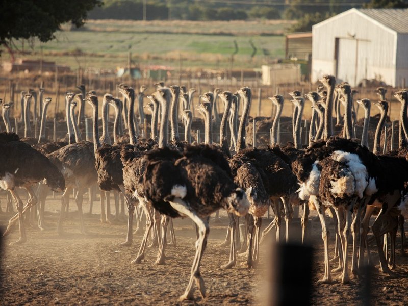 safrica  -  livestock  -  animal  -  luxury  -  fashion