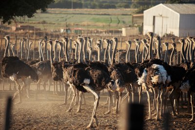 South African town sees gold in ostrich plumes - Vimarsana News