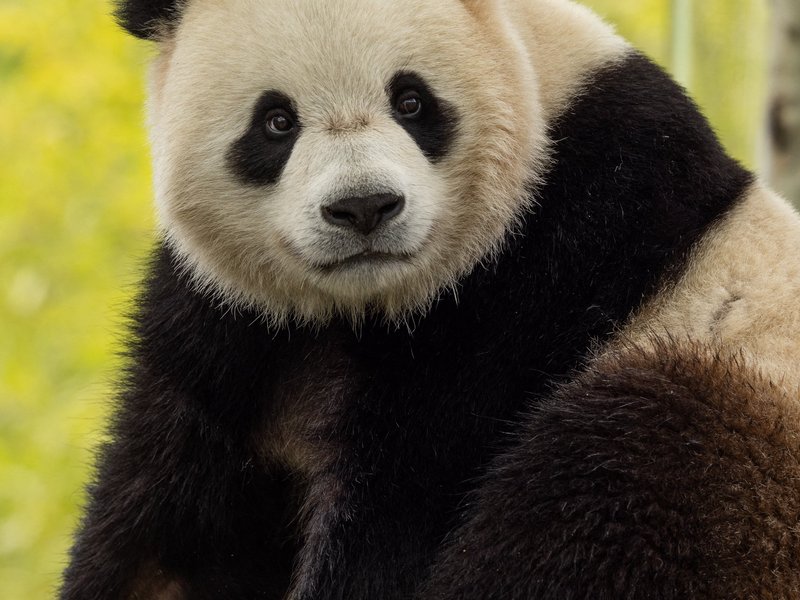Panda diplomacy is back: China sending two bears to Washington