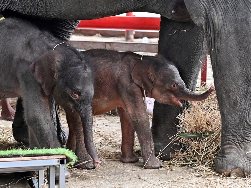 Thailand Elephant twins rare