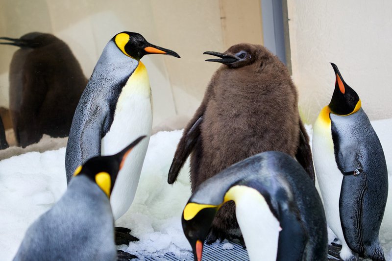 Fluffy penguin big