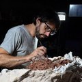 One of world's oldest dinosaurs discovered in Argentina