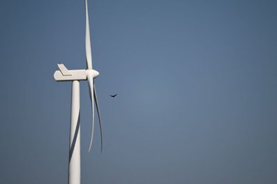 South Africa seeks to save birds from wind turbine risks
