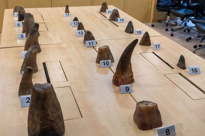 LISTEN: Singapore rhino horn bust shows sophistication of traffickers, warns Project Rhino