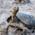 Tortoise Galapagos archipelago