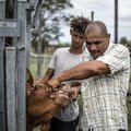 Livestock farmers reel from foot-and-mouth disaster