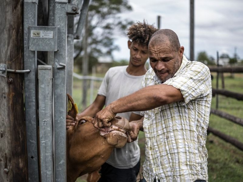 Livestock farmers reel from foot-and-mouth disaster