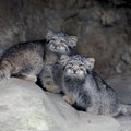AFP__20260727__C39D624__v1__HighRes__JapanAnimal