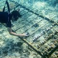 From "heatwave simulators" to ecological bootcamps, scientists and conservationists are trying ways to revive and reinforce Okinawa's famous coral reefs