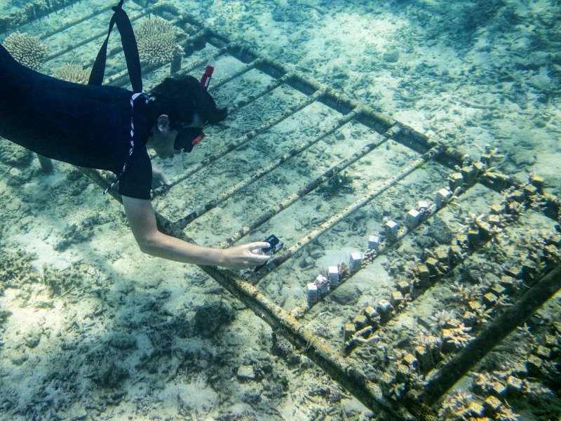 From "heatwave simulators" to ecological bootcamps, scientists and conservationists are trying ways to revive and reinforce Okinawa's famous coral reefs