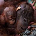 AFP__20260905__C7EH69J__v1__HighRes__IndonesiaEnvironmentClimateWildfire (1)