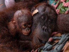 AFP__20260905__C7EH69J__v1__HighRes__IndonesiaEnvironmentClimateWildfire (1)