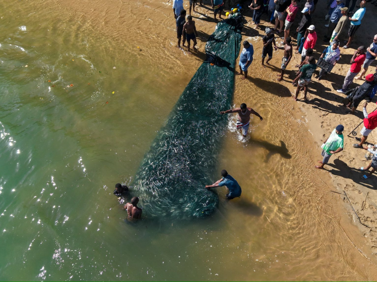 Latest netting of the Sardines