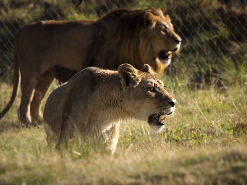 Lions_gallo