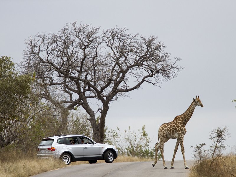 Kruger National Park_gallo