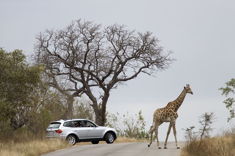 Kruger National Park_gallo