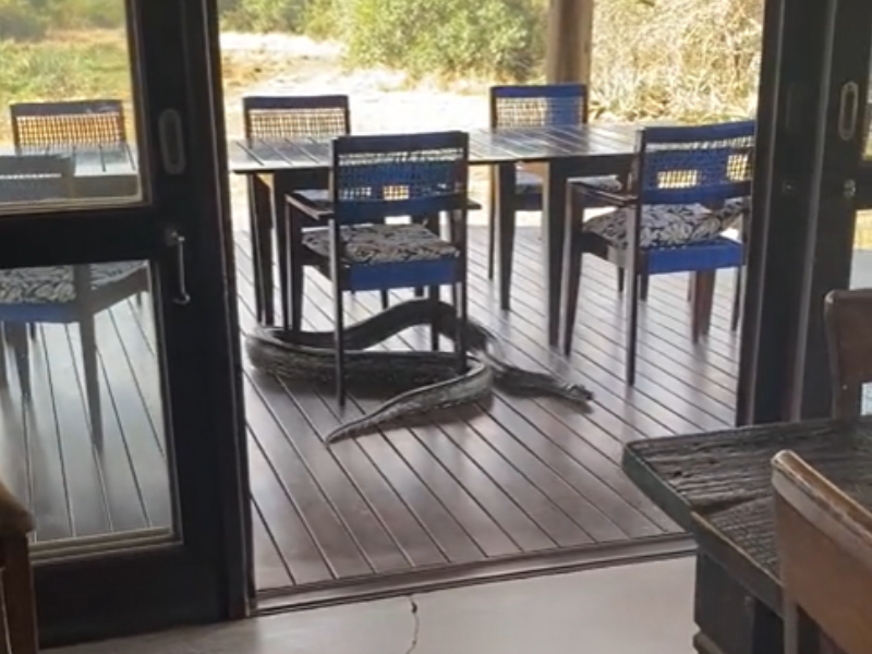 A Giant Rock Python slithering on a deck at KZN lodge