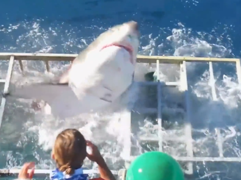 A Great white shark jumping out of a cage