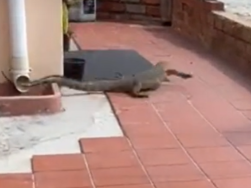 A Nile water monitor running on the ground