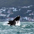 Southern right whale