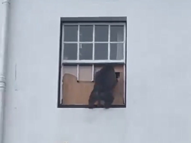 A baboon breaking through a window of a home