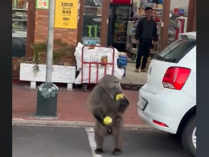 A baboon running out of a store with two apples