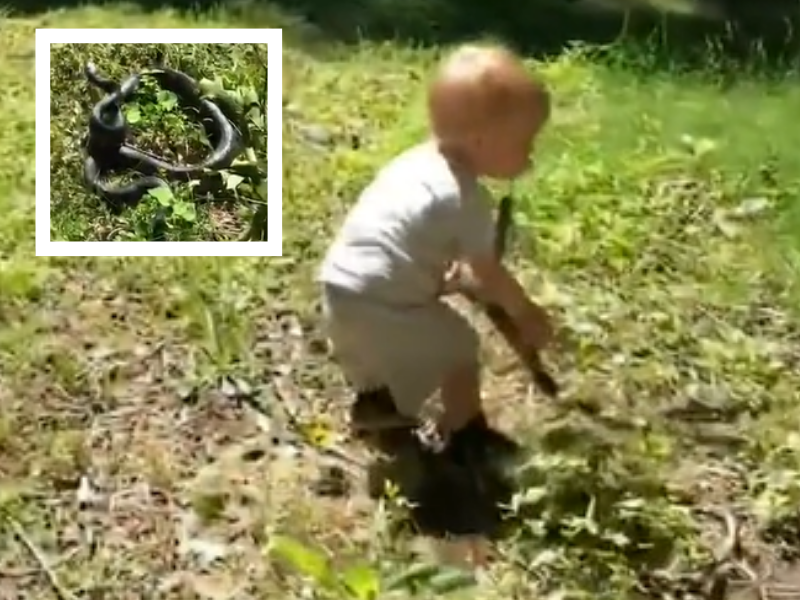 A baby boy picking up a snake from the grass